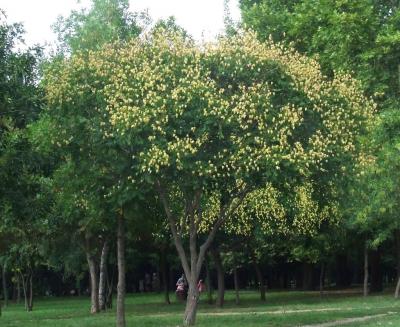 Прикрепленное изображение: 001.jpg